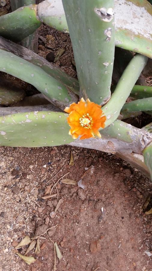 Guest House Orquidea Sal Rei Exterior photo